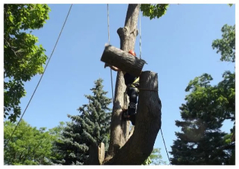 a tree being slowly removed using rope and saws