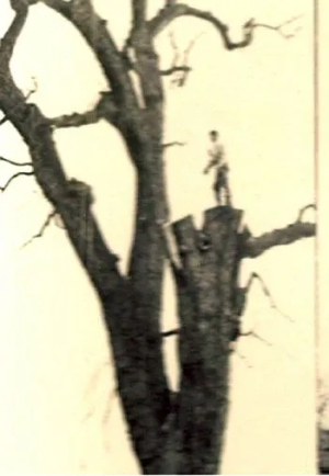standing on top of a tree being removed