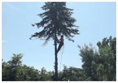 a Beswick tree climber in the middle of a tree removal job