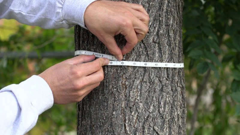 how to measure diameter at breast height, a key permitting requirement with the City of Burlington